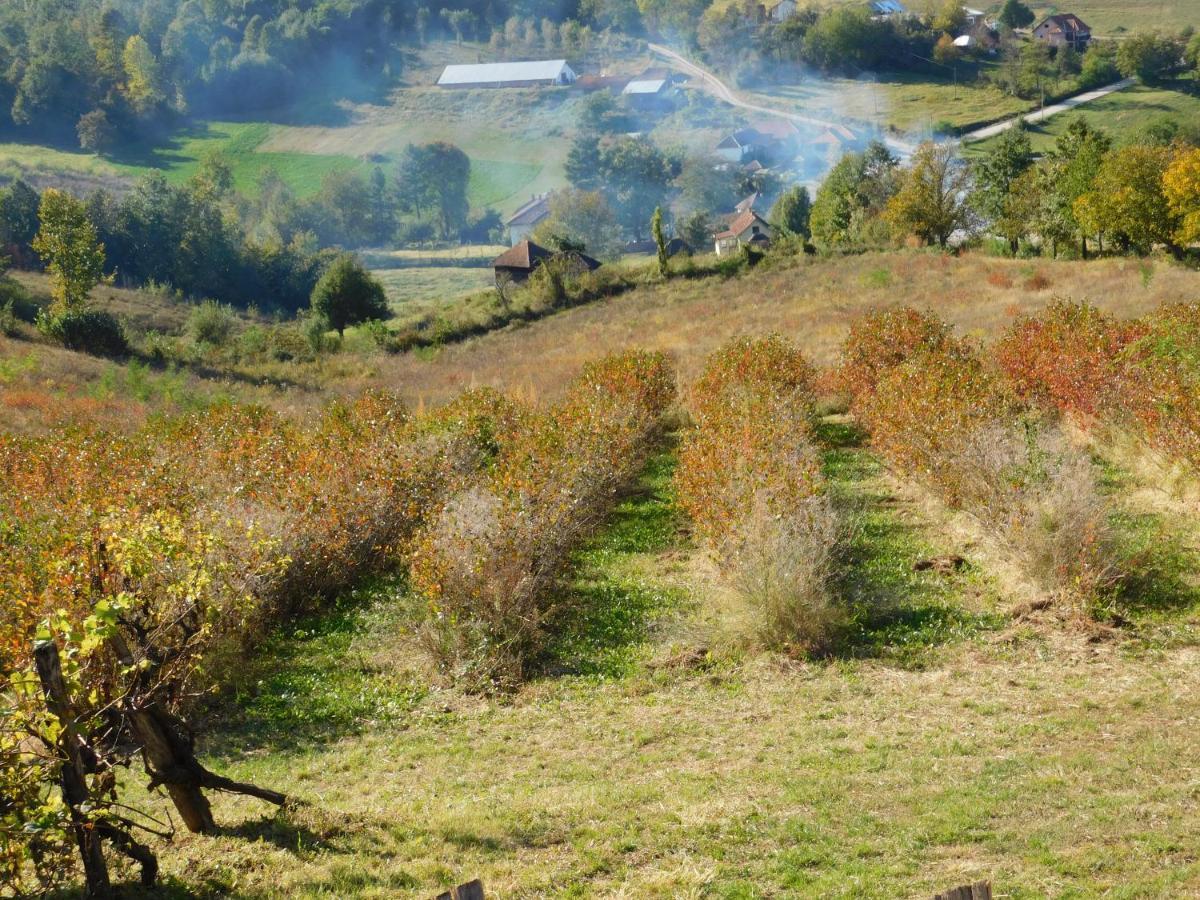 Daire Ranc Sretenovic